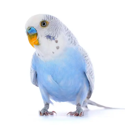 istockphoto-perruche ondulée