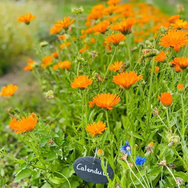 Découverte des plantes médicinales - Atelier parent-enfant
