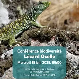 lézard