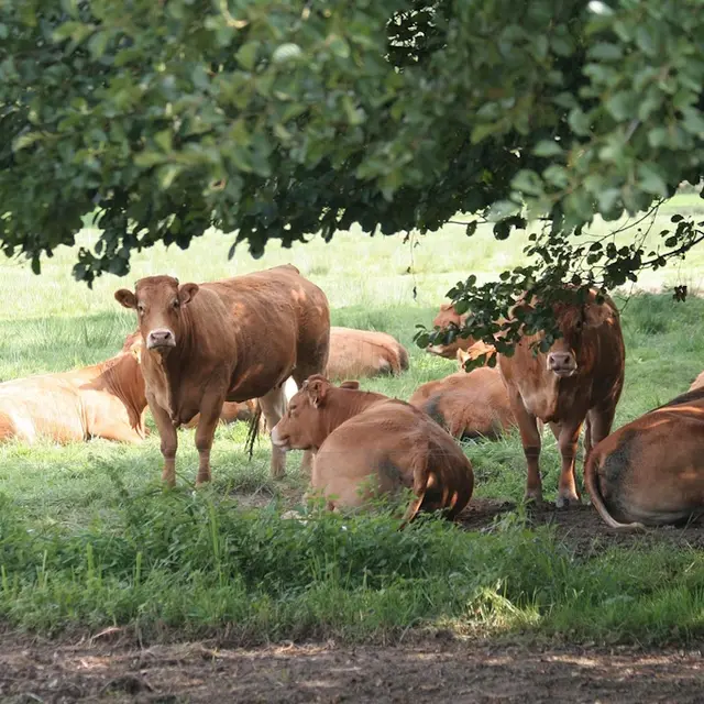 Vaches Limousines