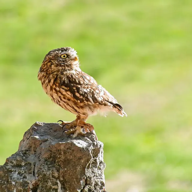 little-owl