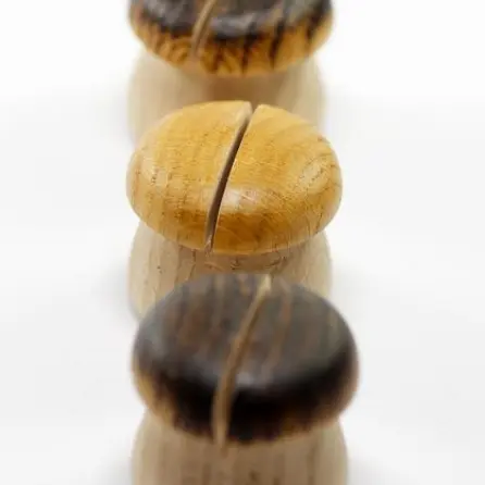 lunivers_du_champignon_1