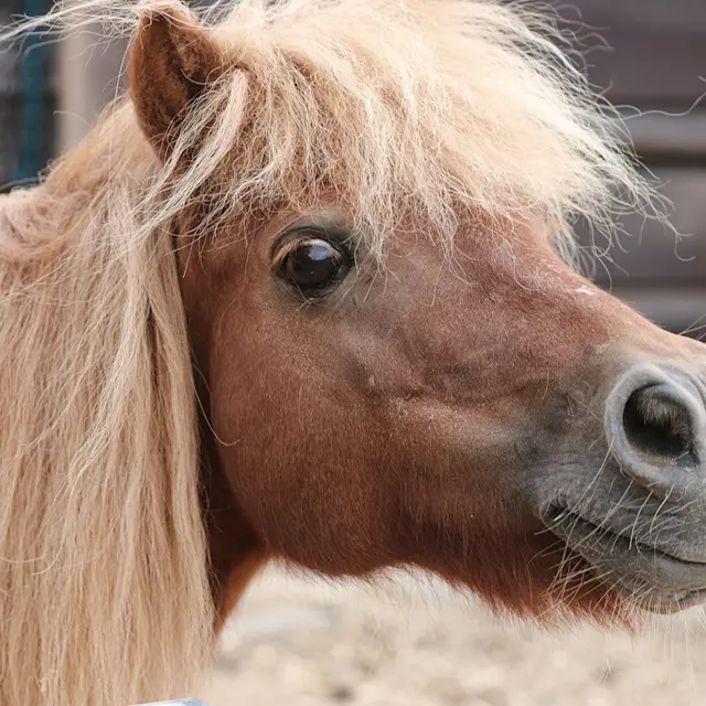 Escape game équestre