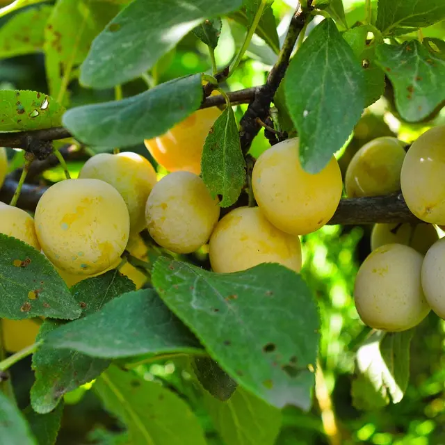 mirabelles-