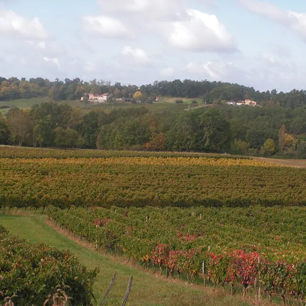 montazeau_vignes