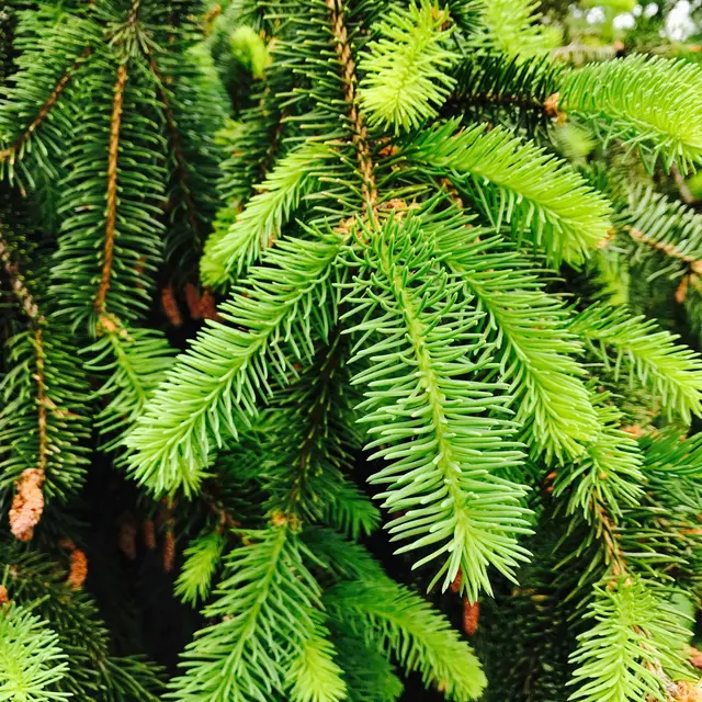 pexels-samiha-antara-206038-636167