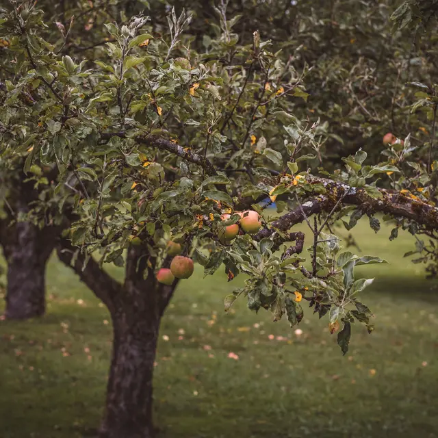 Verger conservatoire