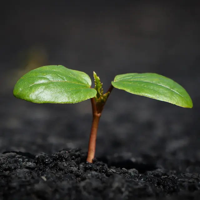 plant-8338691_1280