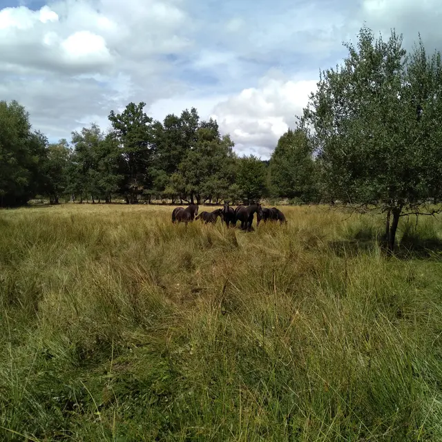 pré+chevaux