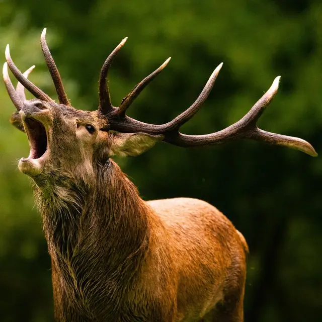 Brame du cerf