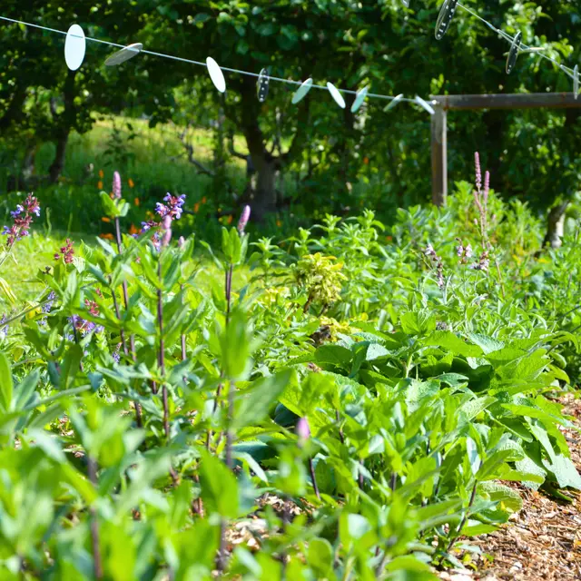 Jardin des sens - Nexon