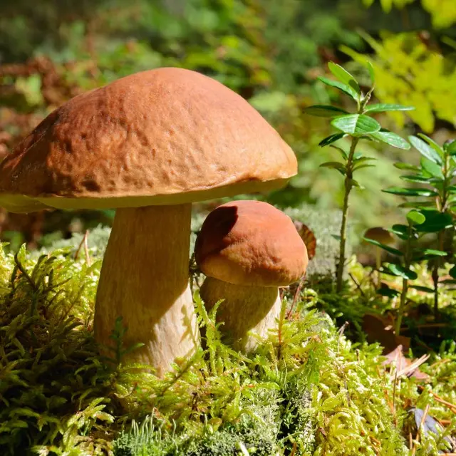 Champignons