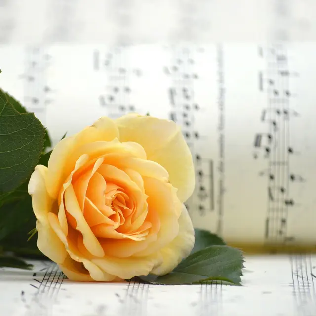 rose-82