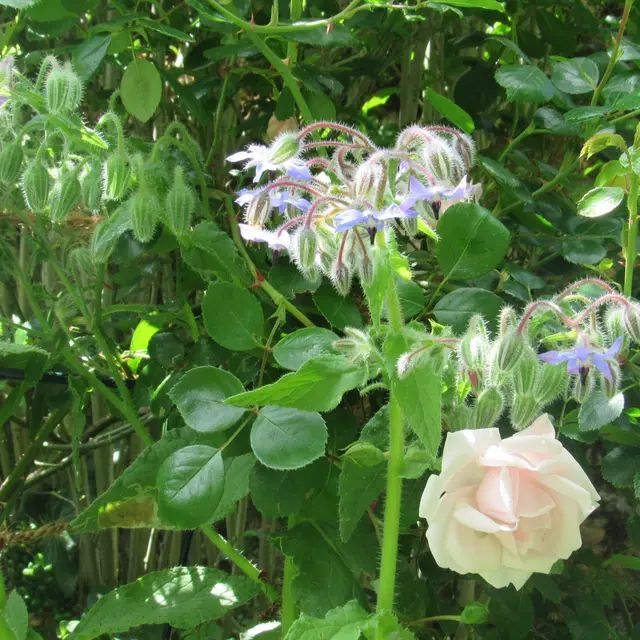 Rosier & Biodiversité