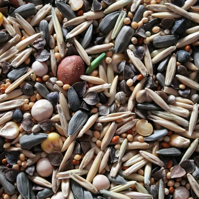 seeds-4