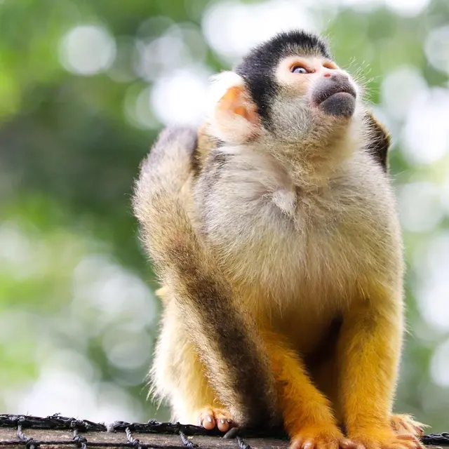 Singe