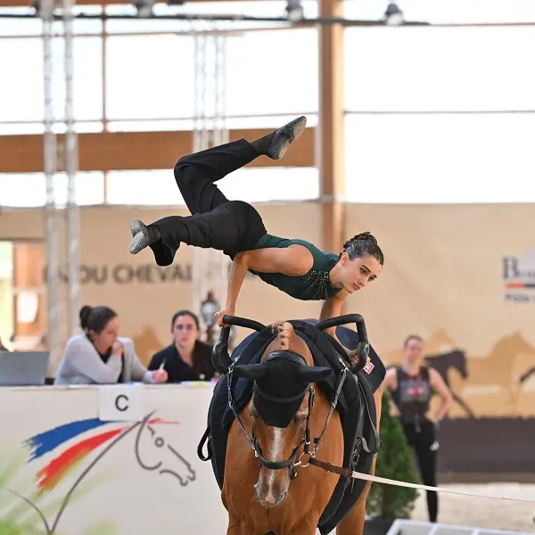 spectacle équestre