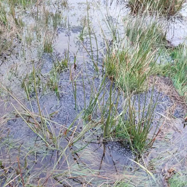 Tourbière des Dauges