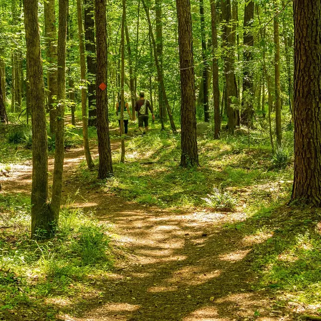 state-forest-hiking