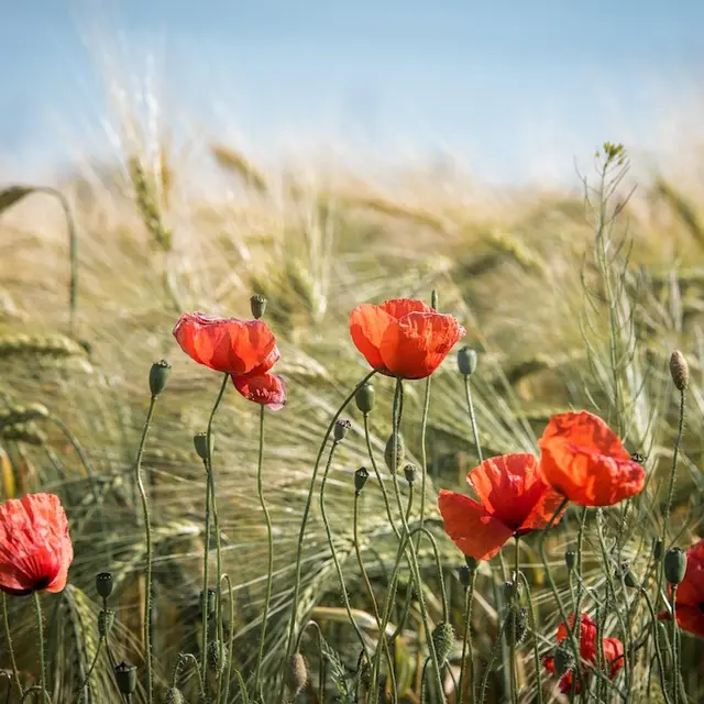 Balade commentée nature et histoire