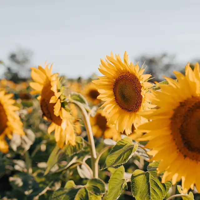 sunflowers