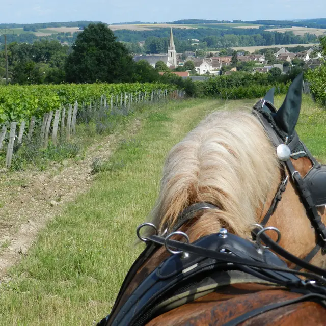 Promenade en calèche dans les vignes de Thoré-la-Rochette