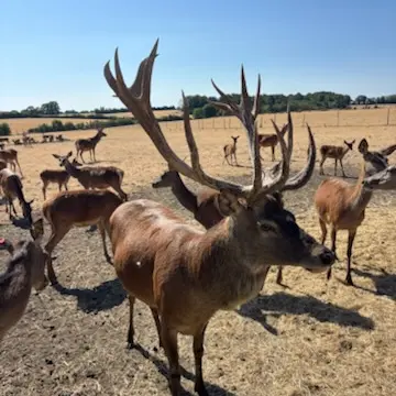 Cerfs