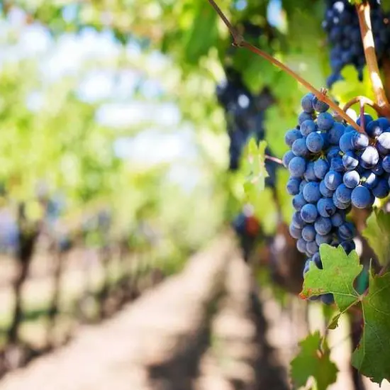 vignes-vin-loir-et-cher