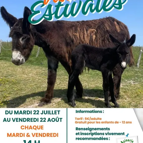 visites-estivales-asinerie-de-la-vallee