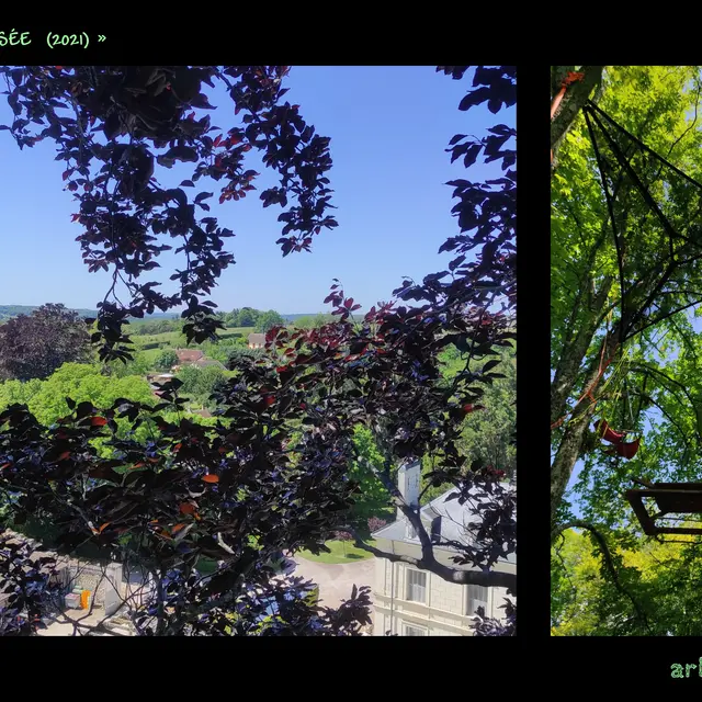 Arbre&cimes-grimpe-arbres
