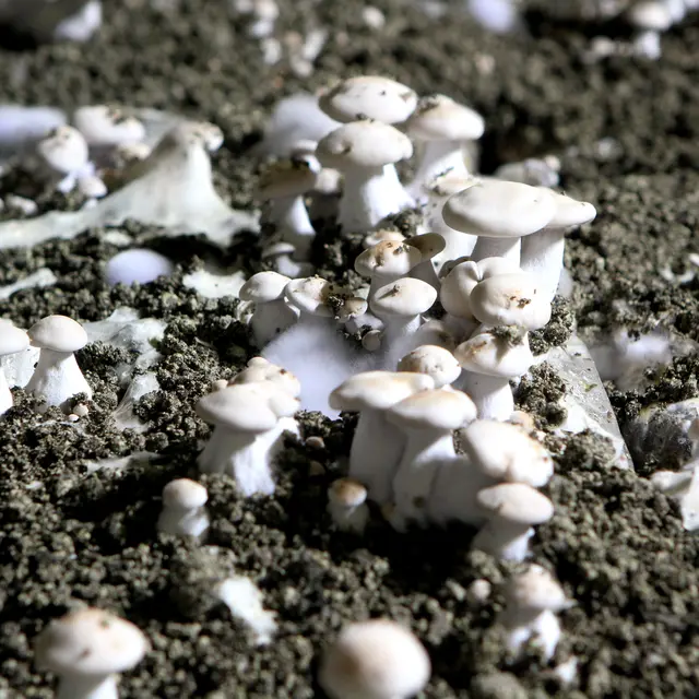 Champignons-Caves-des-Roches-Bourre©Nicolas-Derre-Conseil-departemental41  (1)
