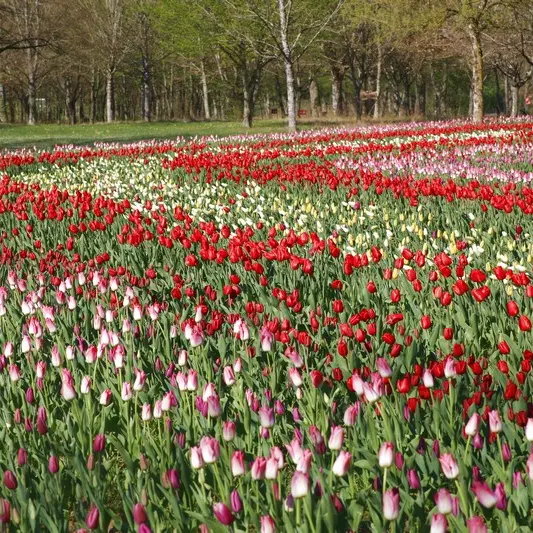 Le jardin de tulipes du château de Cheverny