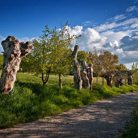 Chemin-des-Trognes-Maison-Botanique-Boursay©Laurent-Alvarez-Conseil-Departemental41--(10)