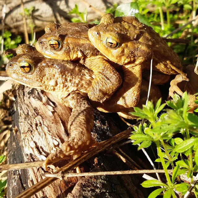 Grande vadrouille amoureuses des amphibiens
