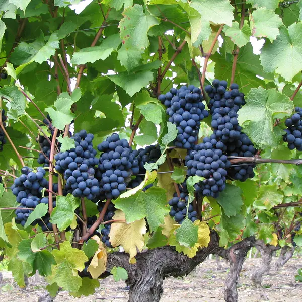 Grappe-de-Raisin