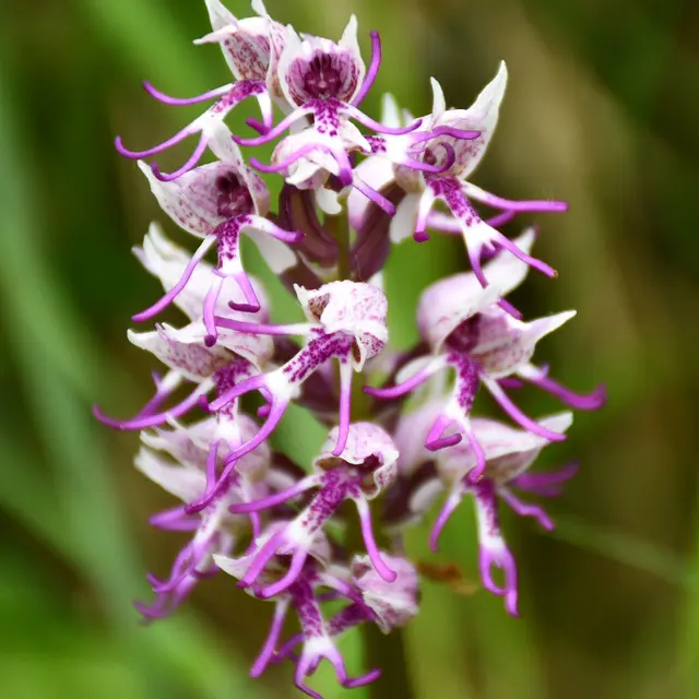 L'art de dessiner les fleurs