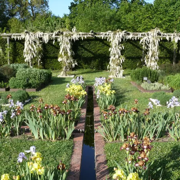 Les Iris du Domaine de Poulaines