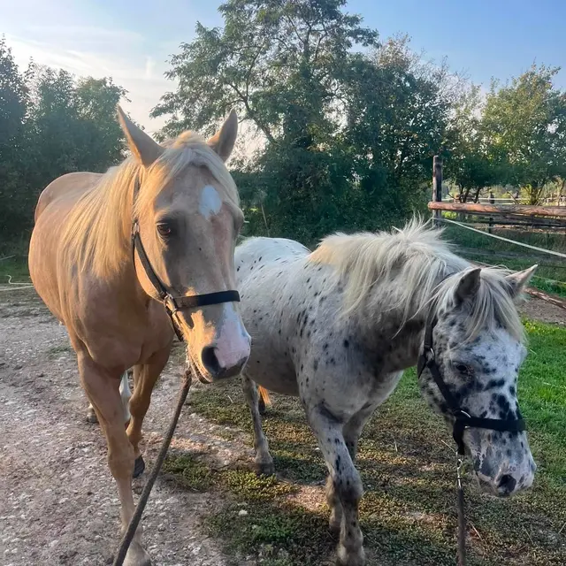 Chevaux