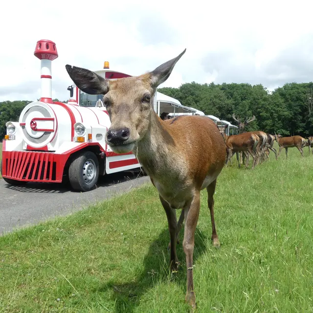 Réserve de Beaumarchais, Autrèche - Biche