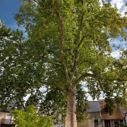 Platane commun_Ville de Vendôme