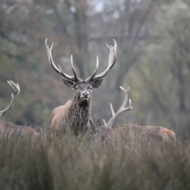 Plume de Nature - Brame du Cerf