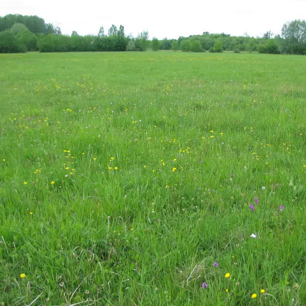 Prairie-du-Fouzon-couffy©Manuella-Verite
