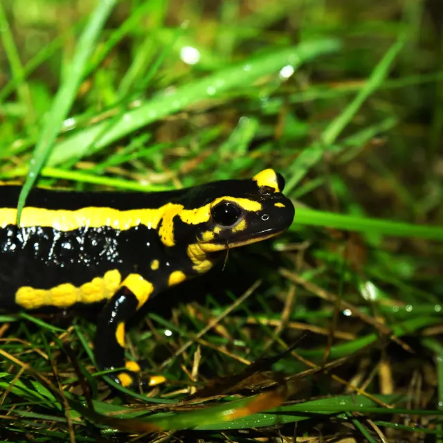 Salamandres, tritons & cie -