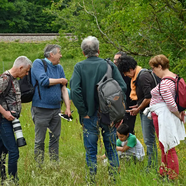 Tandem Flore et Insectes