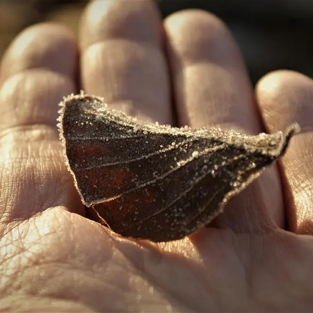 Feuille