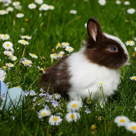 lapin-paques-loches-valdeloire