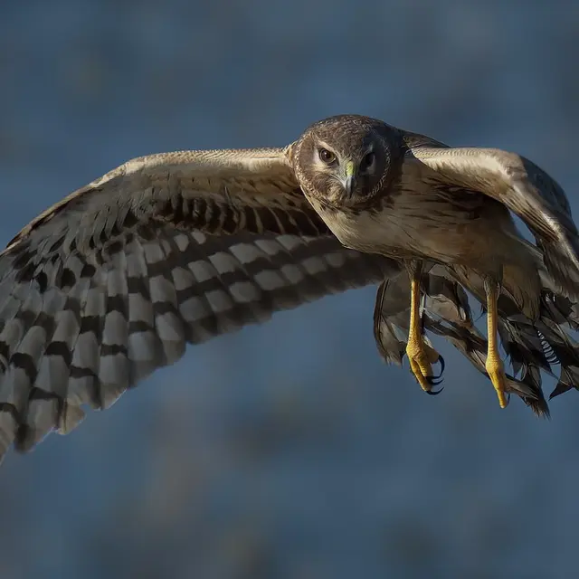 northern-harrier