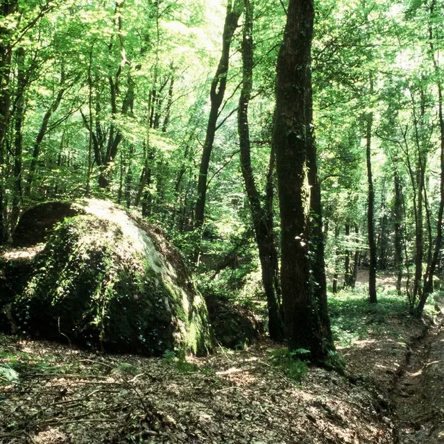 PNA53-bois-du-tay-1