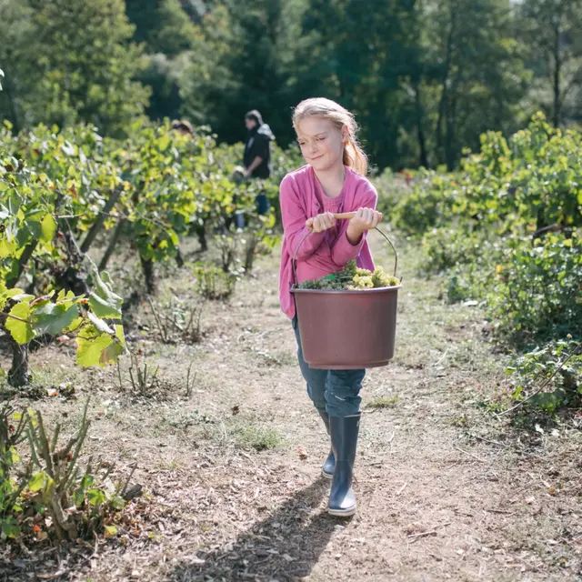 Les vendanges en famille