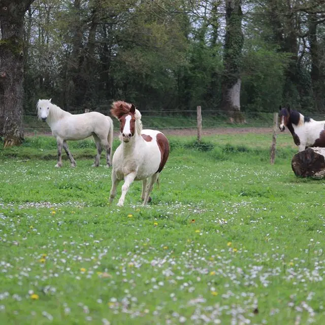 11229373_447472765415379_5117895978989335442_n